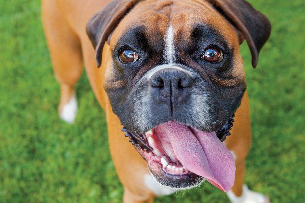 Dog Breed Series: All About your Boxer Part 1 – Wellnergy Pets