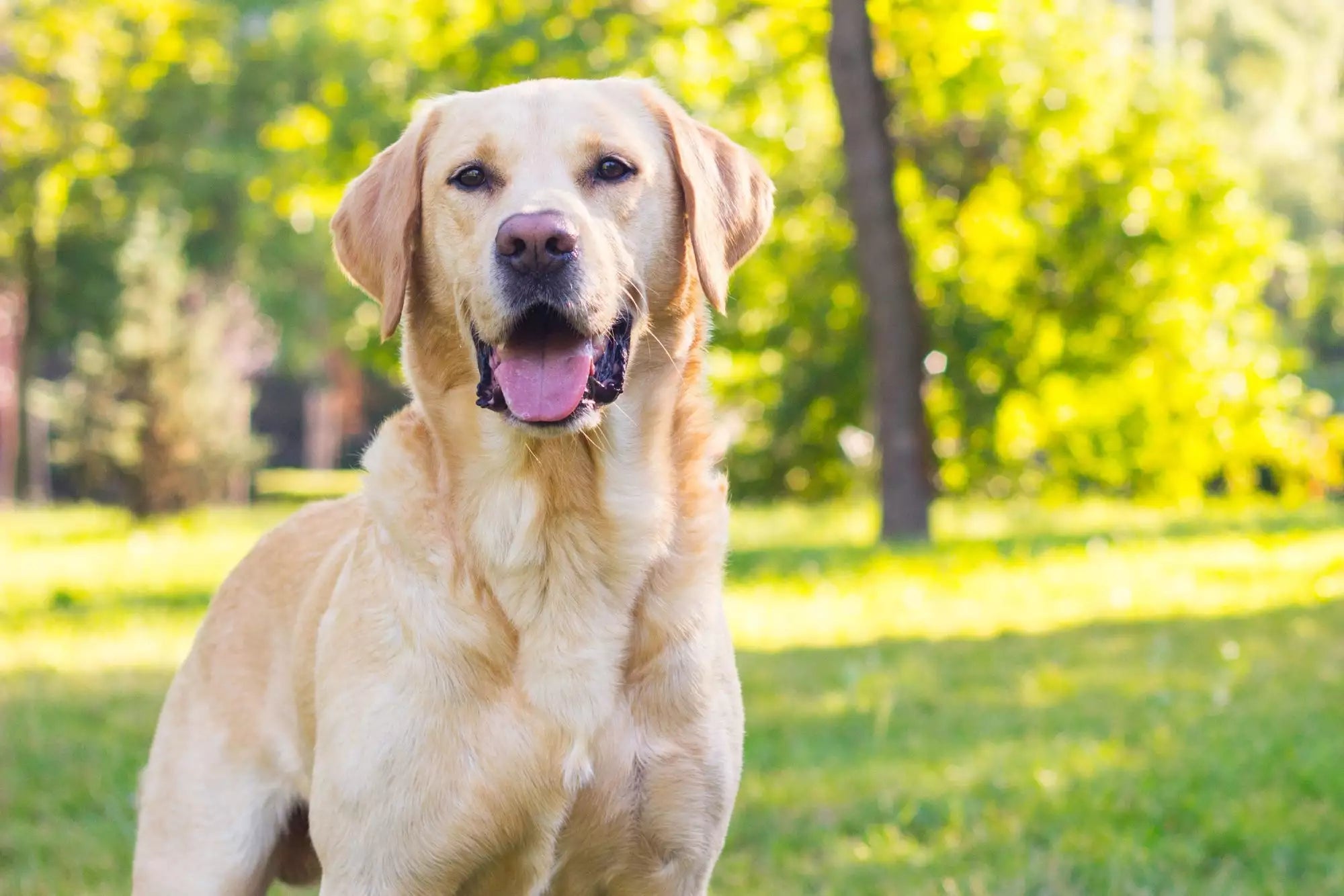 Best supplement hotsell for labrador retriever