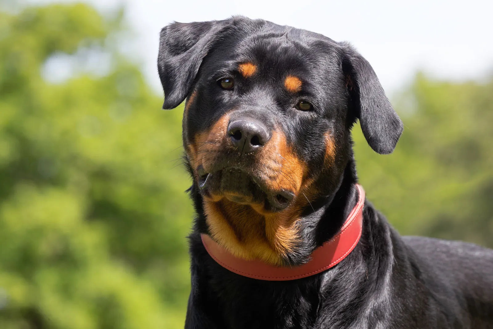 Dog Breed Series: All About your Rottweiler – Wellnergy Pets