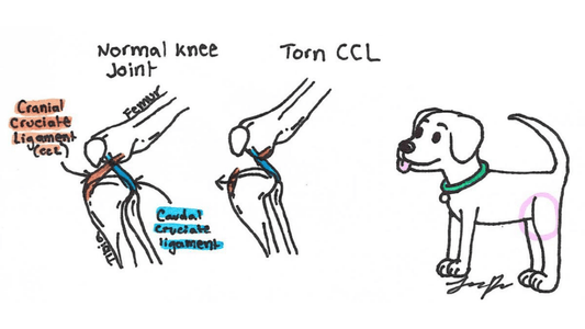 CCL Rupture in Dogs Wellnergy Pets