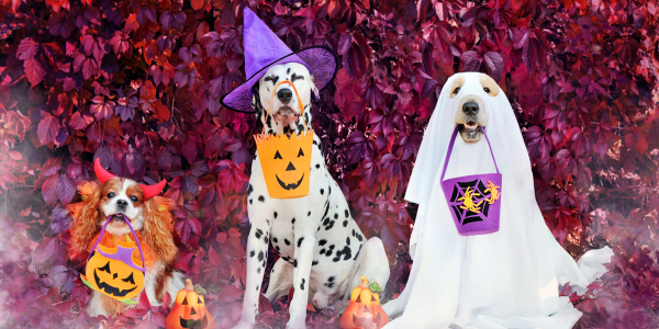 Trick or Treat? Halloween Hazards for Pets