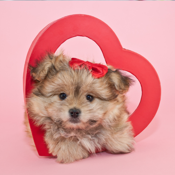 Is Your Pet Lovesick on Valentine's Day?