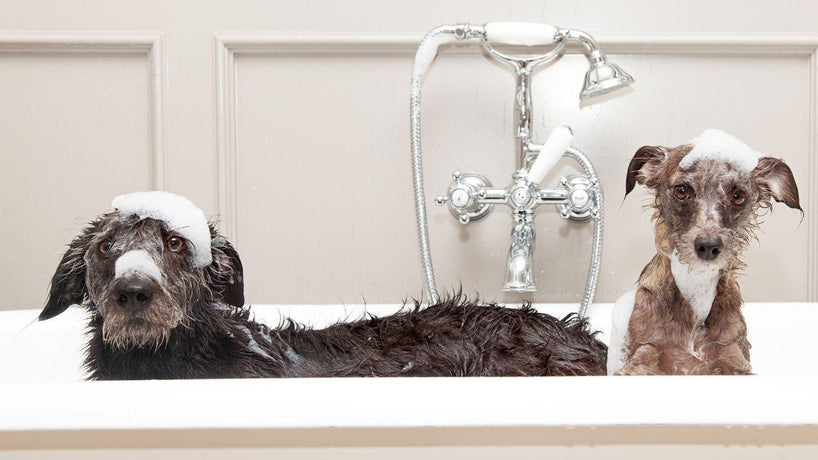 Best Pet Grooming: Bubbles Pet Spa - Easy Reader News