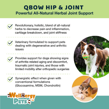 4 Reasons to Use a Dog Hip Brace for Hip Pain